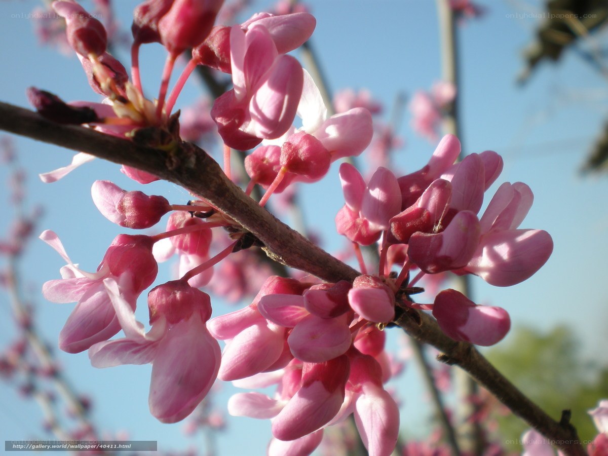 Pink blossoms on a tree branch