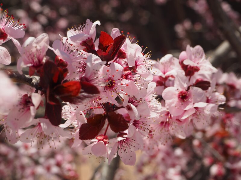Pink blossoms on a tree branch