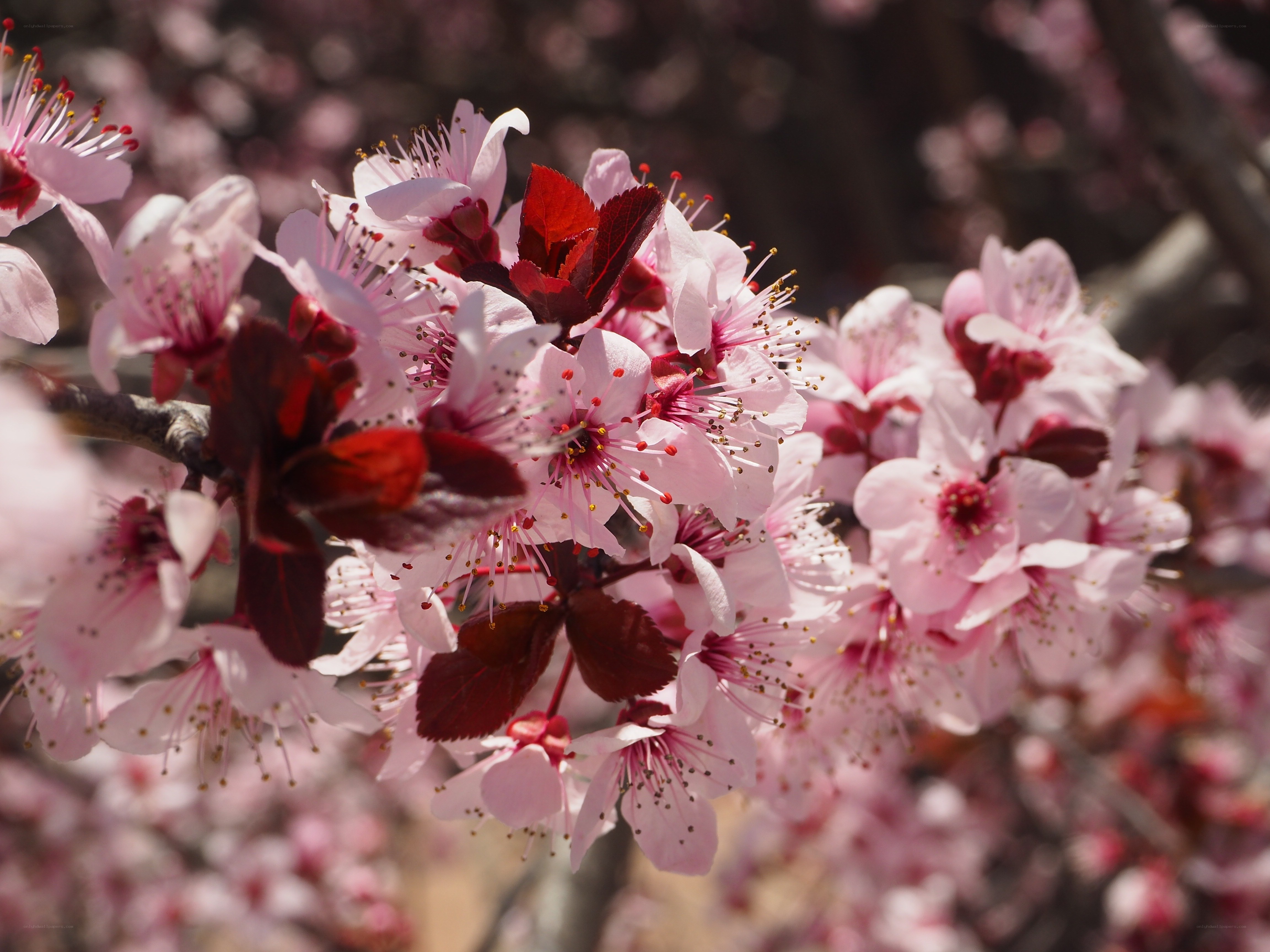 Pink blossoms on a tree branch