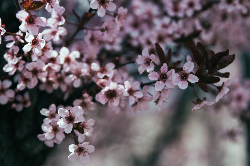 Pink blossoms on a tree branch