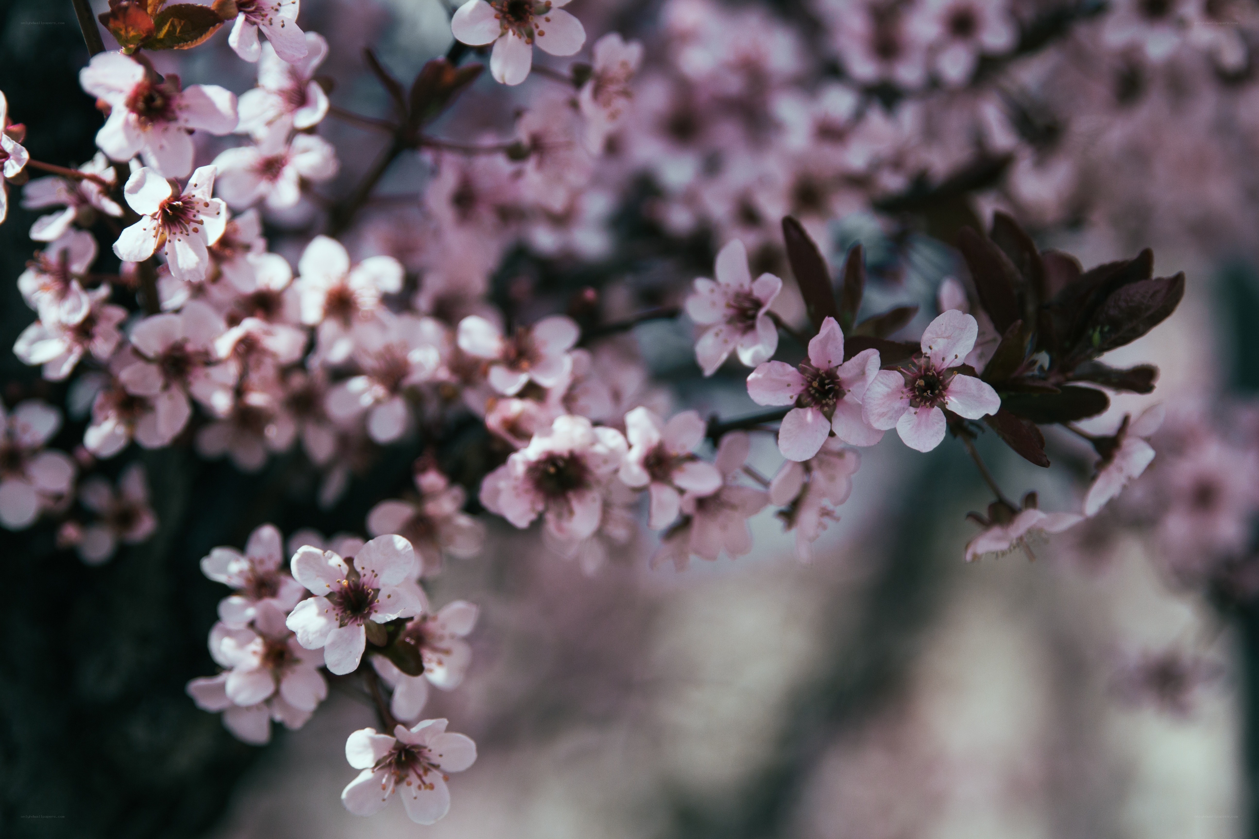 Pink blossoms on a tree branch