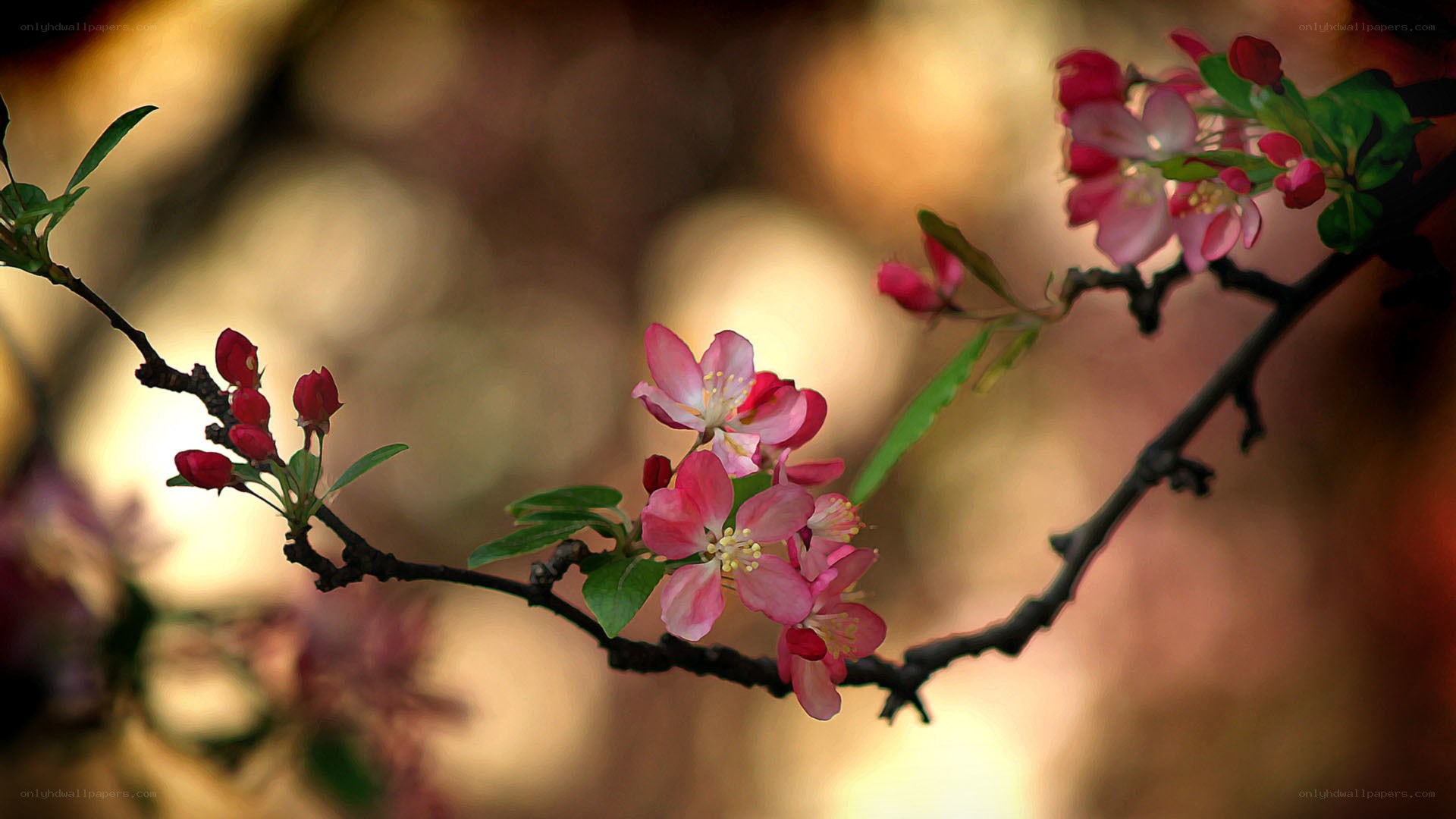 Pink blossoms on a tree branch