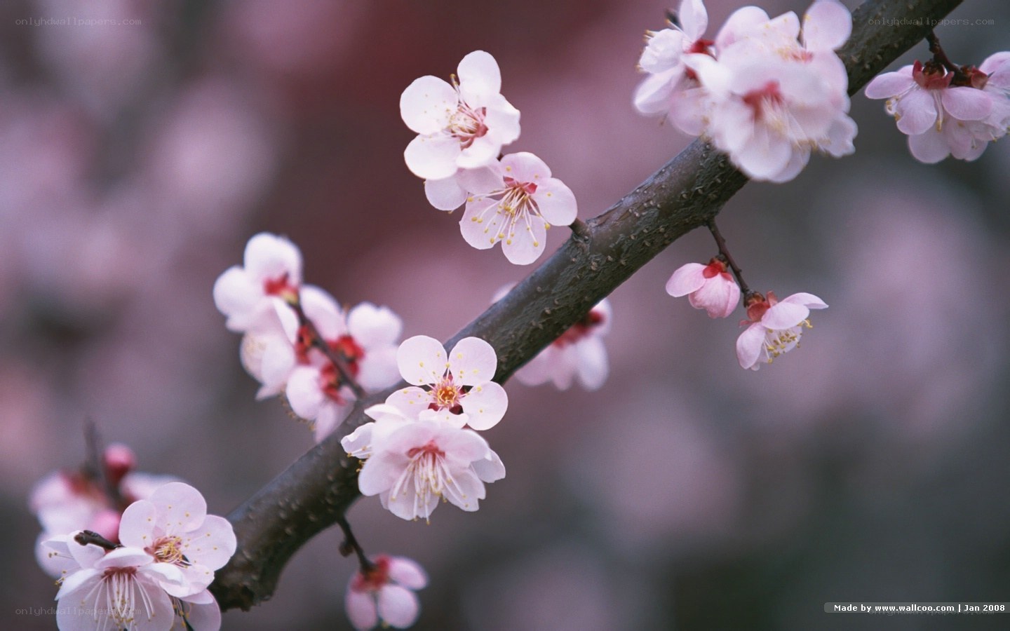 Pink blossoms on a tree branch