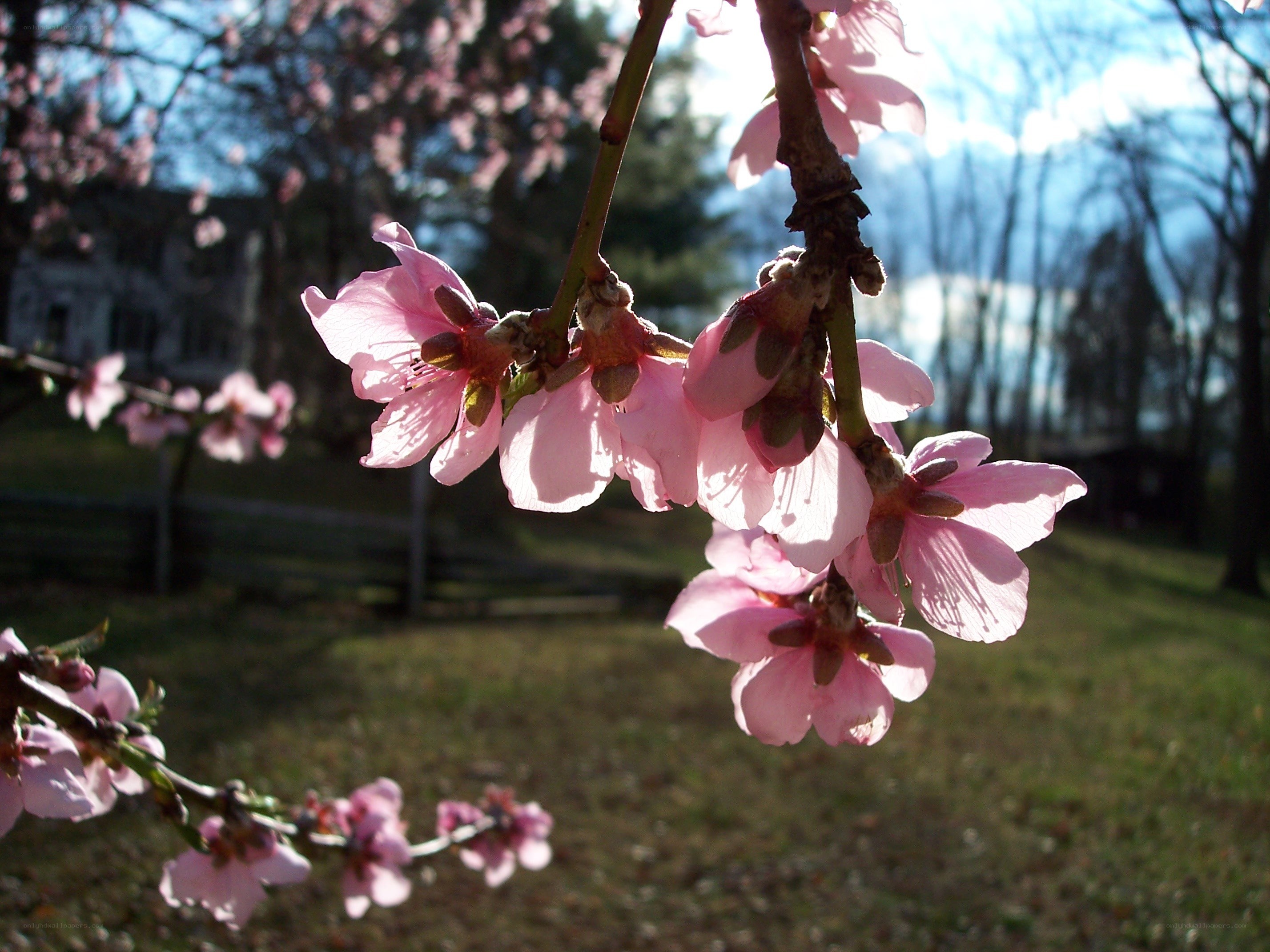 Pink blossoms on a tree branch