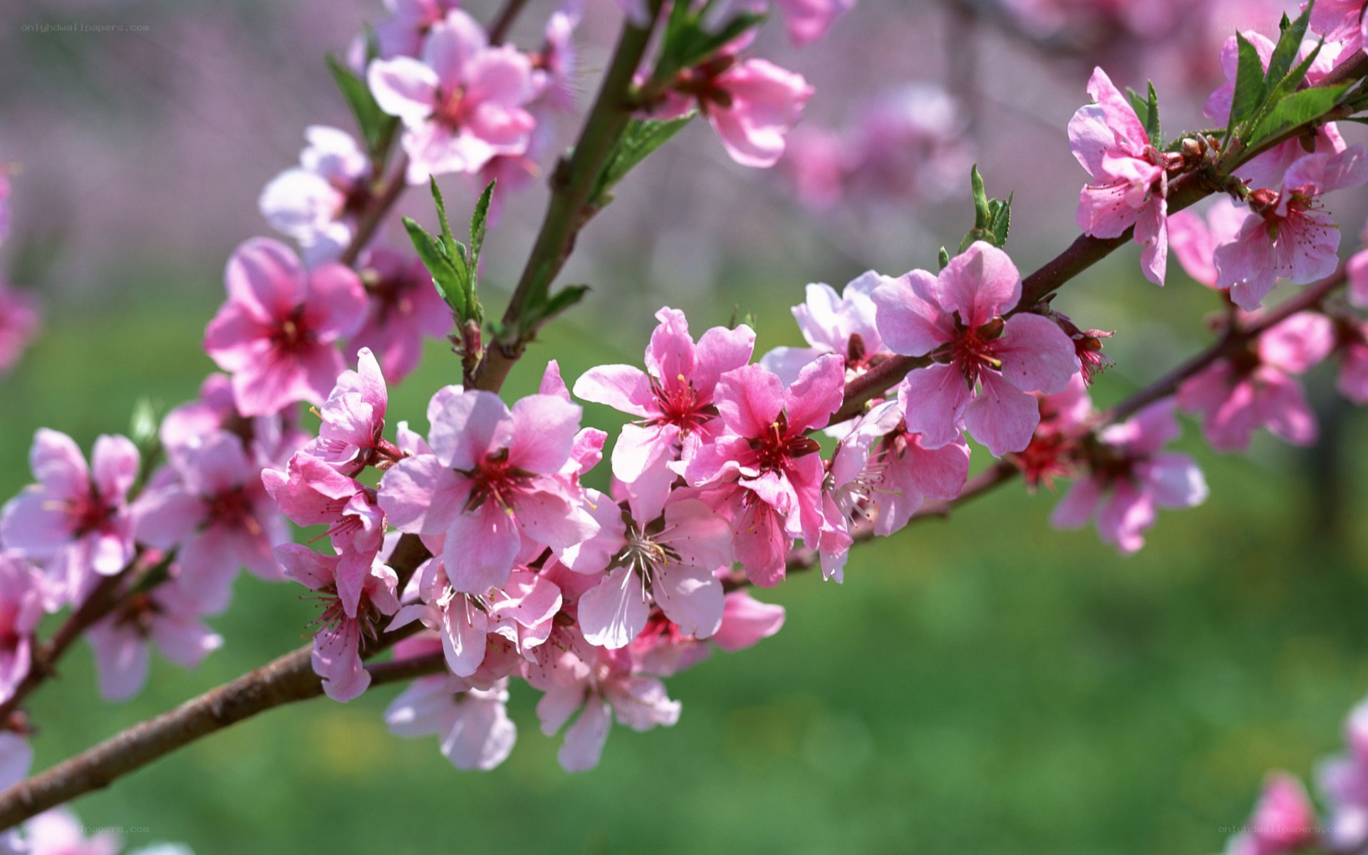 Pink blossoms on a tree branch