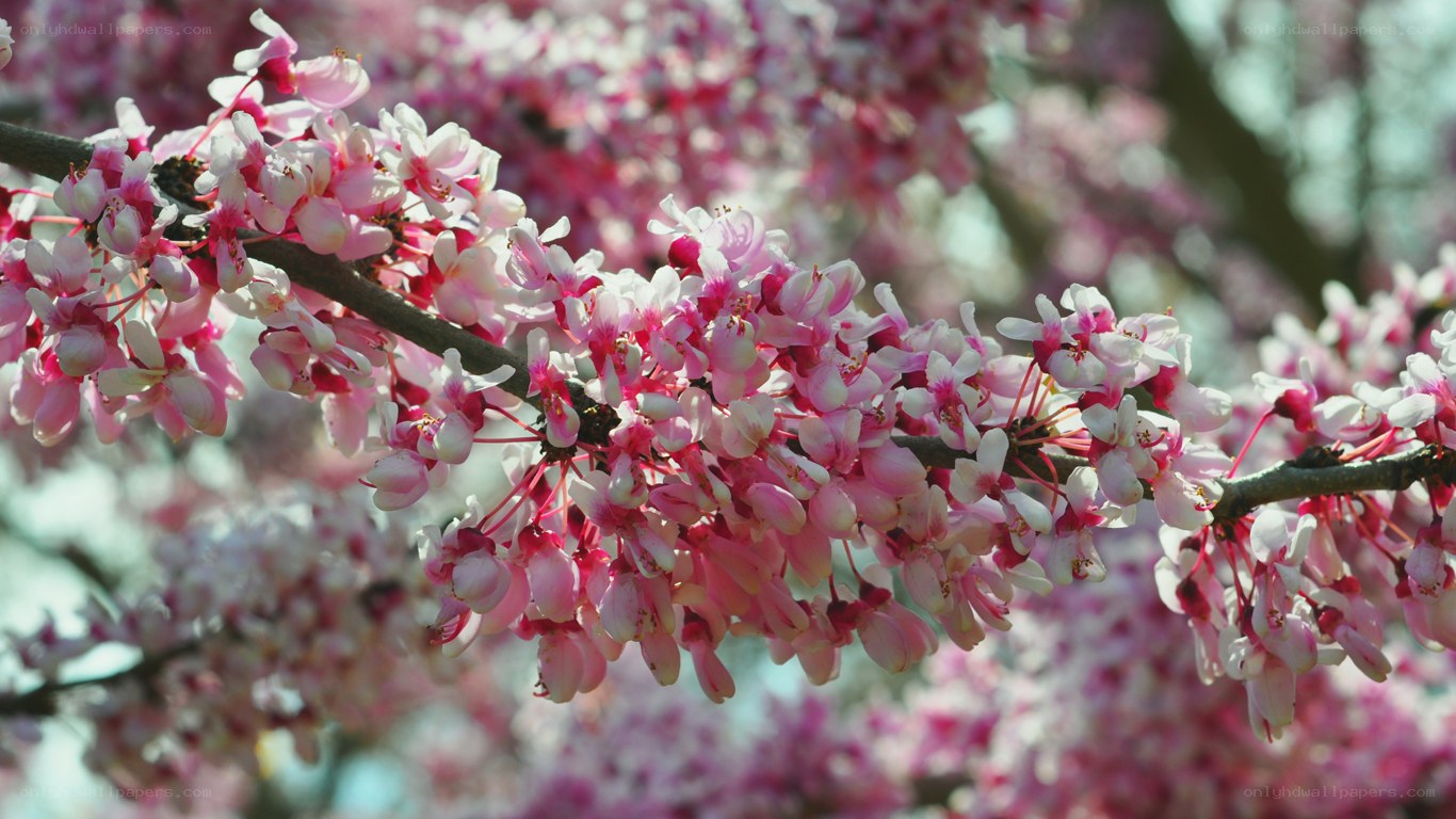 Pink blossoms on a tree branch