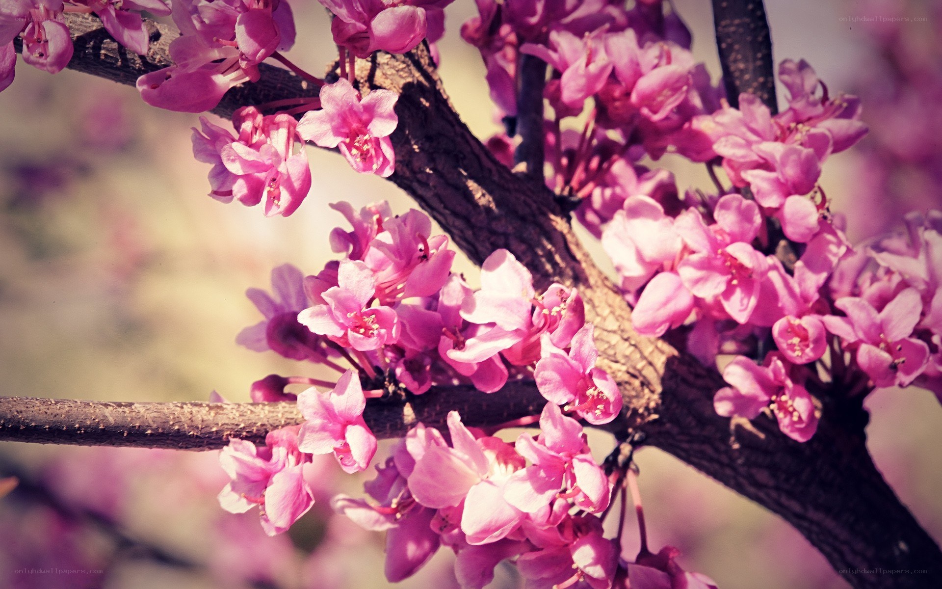 Pink blossoms on a tree branch