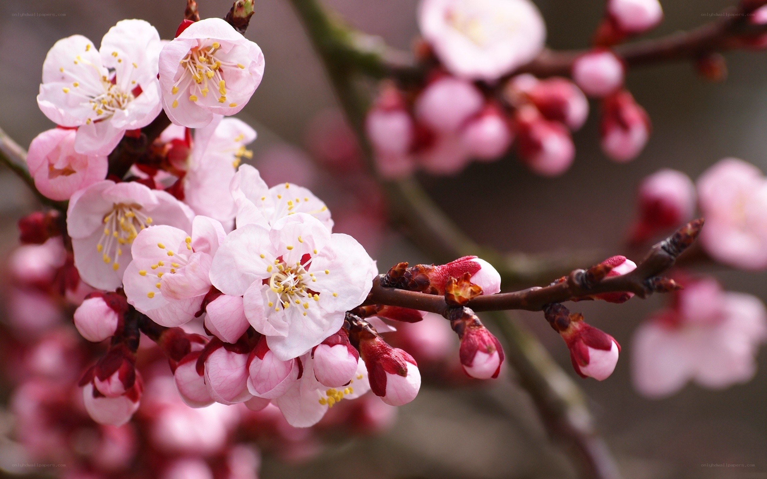 Pink blossoms on a tree branch