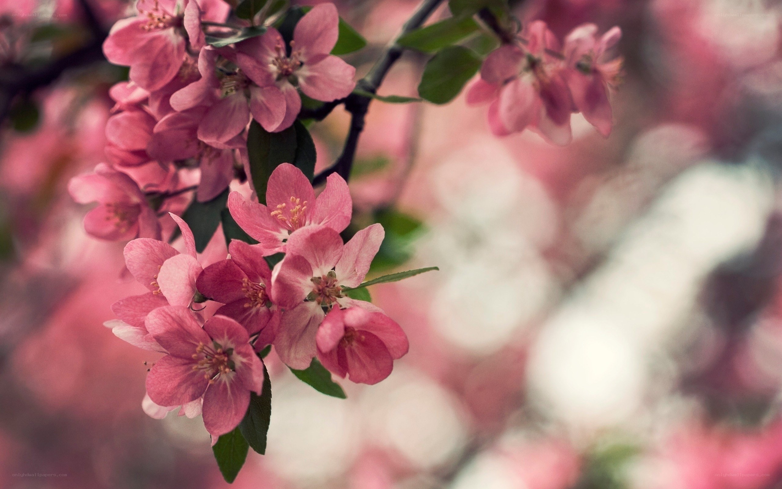Pink blossoms on a tree branch