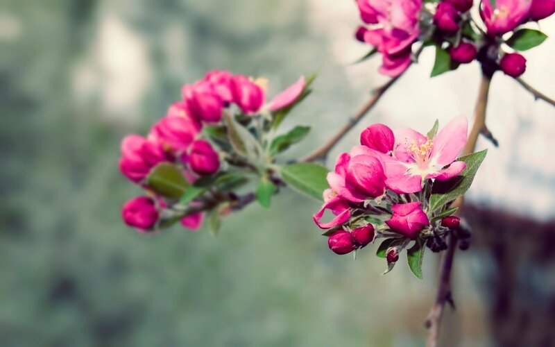 Pink blossoms on a tree branch