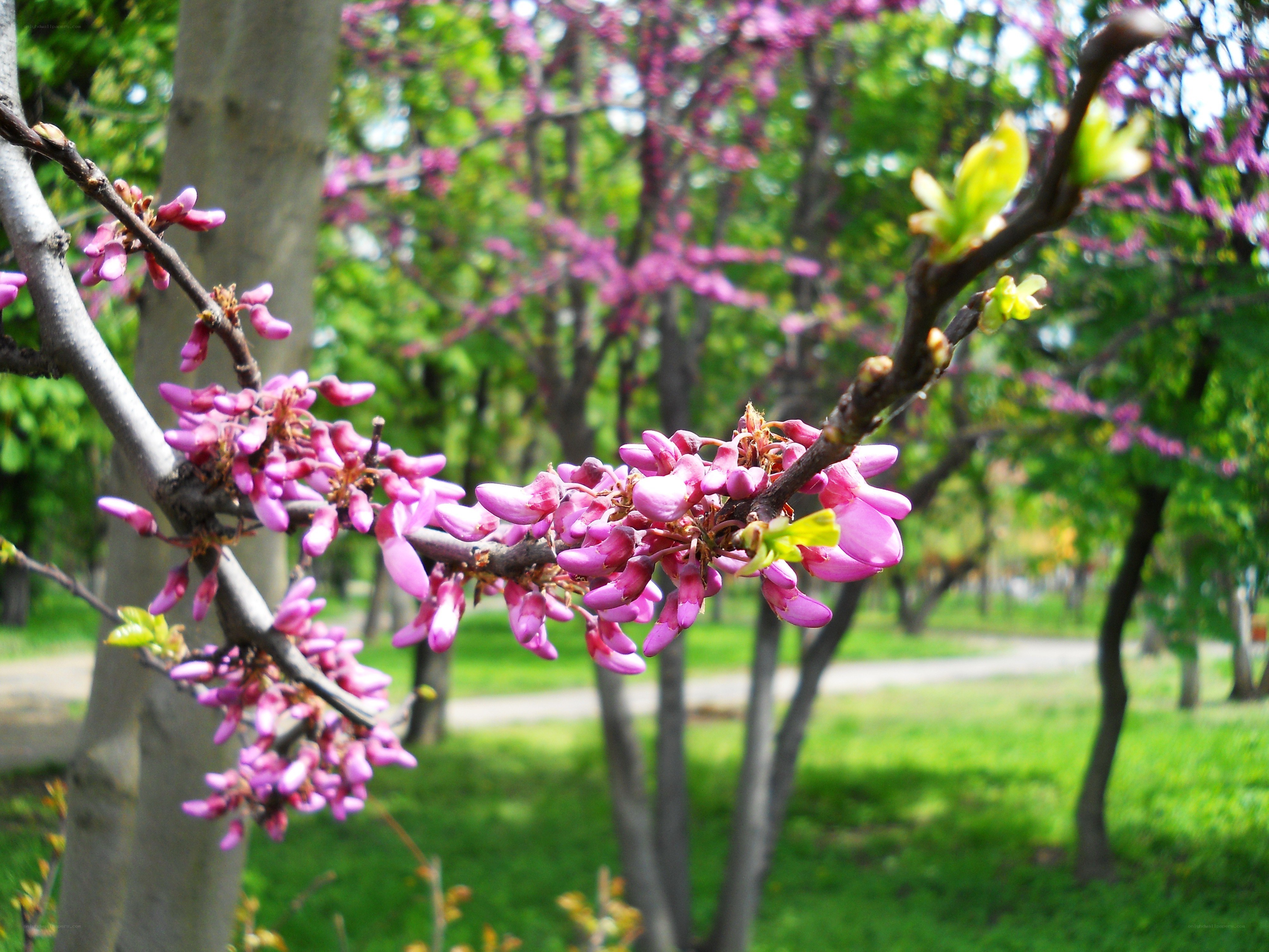 Pink blossoms on a tree branch