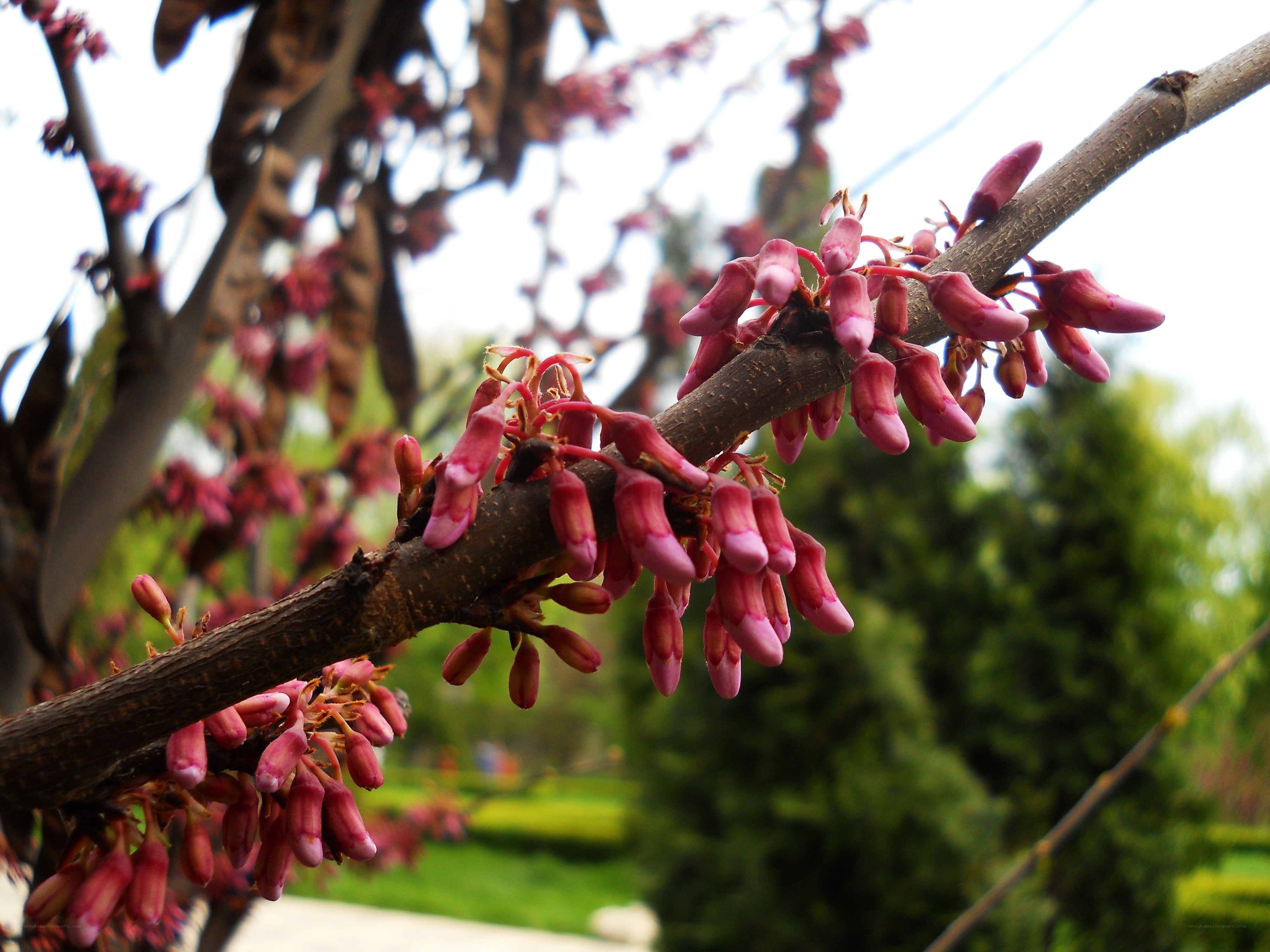 Pink blossoms on a tree branch