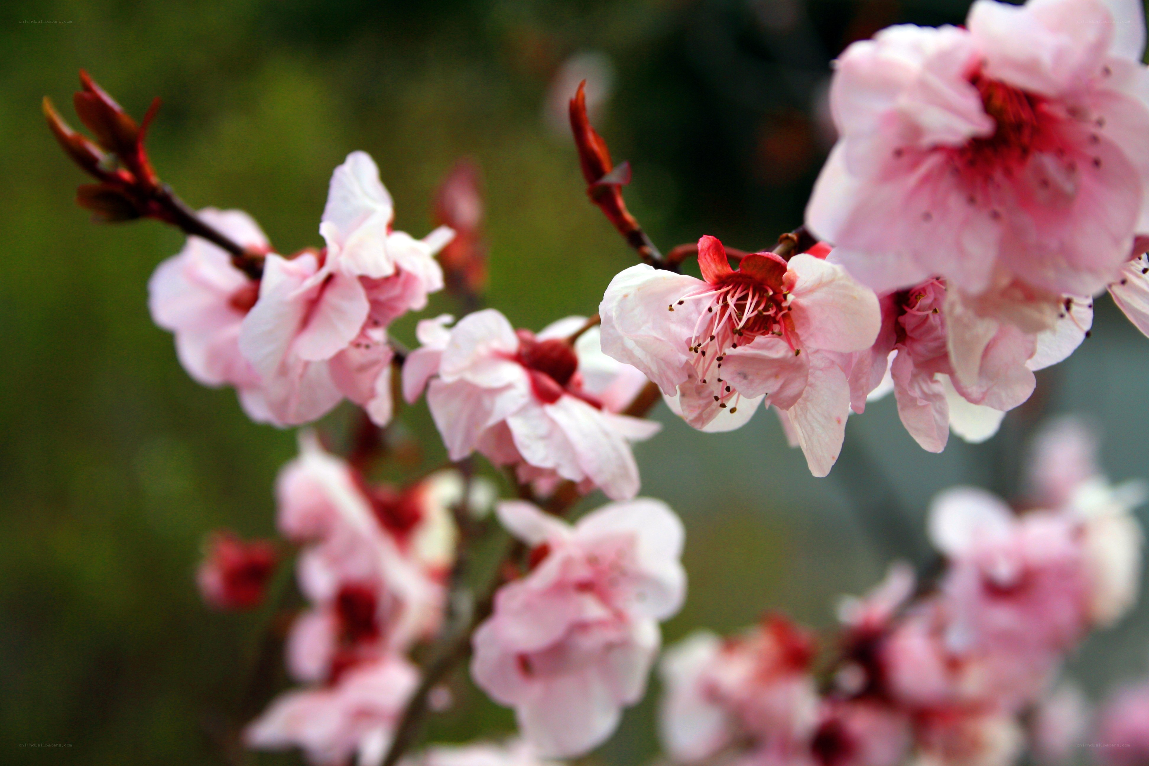 Pink blossoms on a tree branch