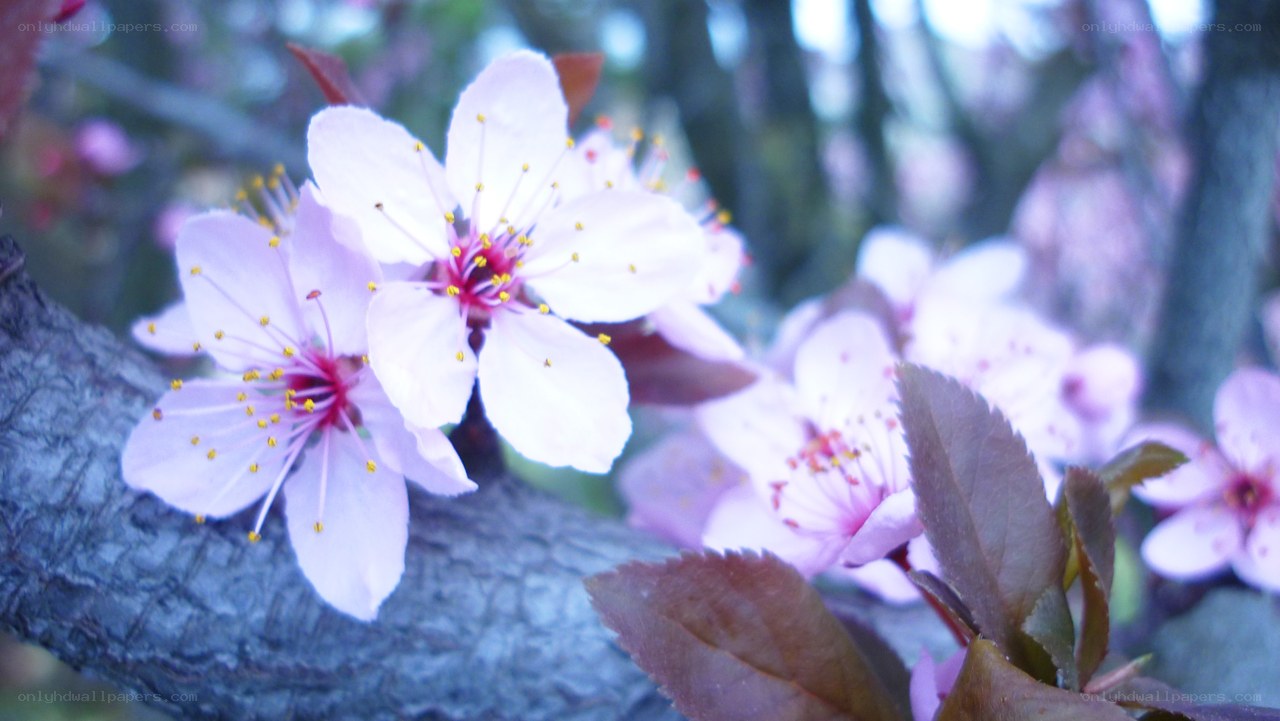 Pink blossoms on a tree branch