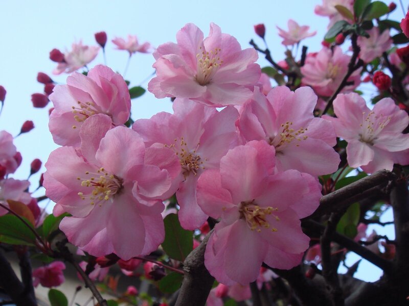 Pink blossoms on a tree branch