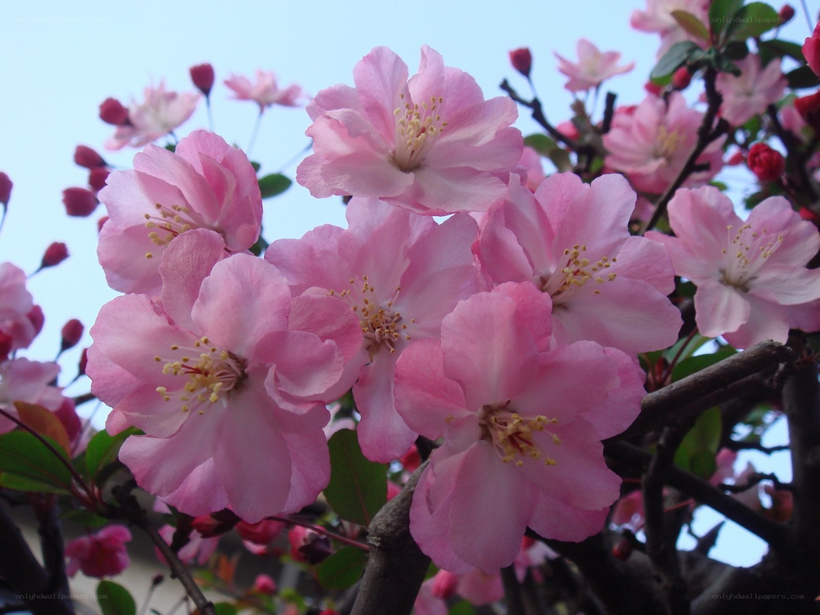 Pink blossoms on a tree branch