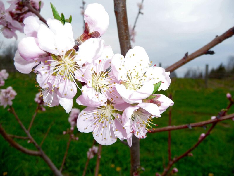 Pink blossoms on a tree branch
