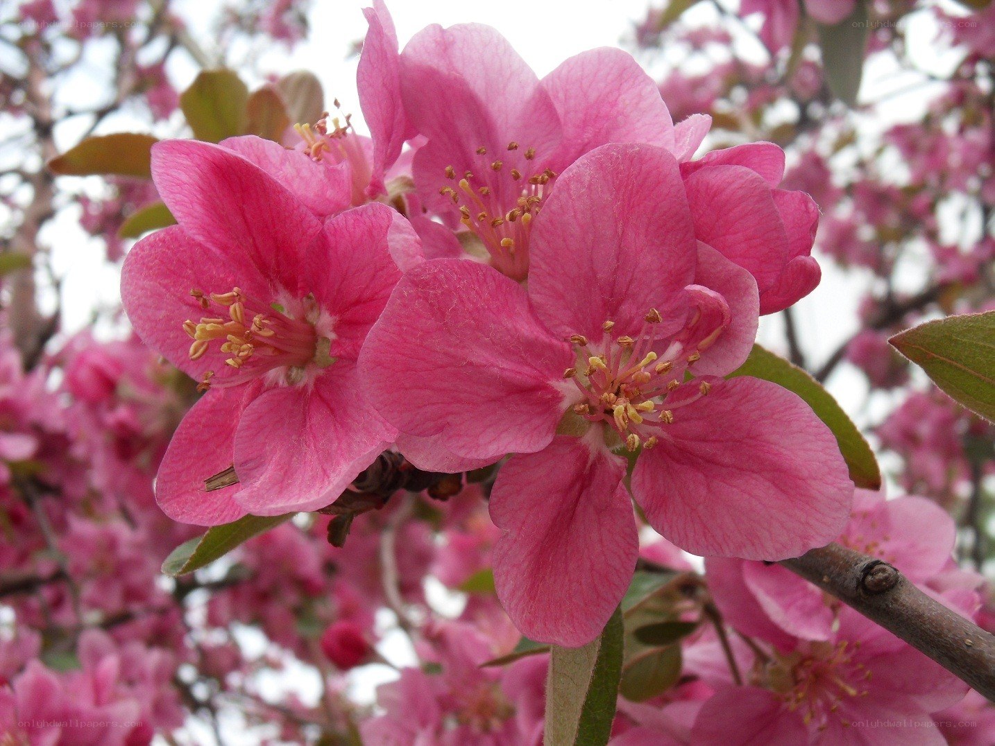 Pink blossoms on a tree branch