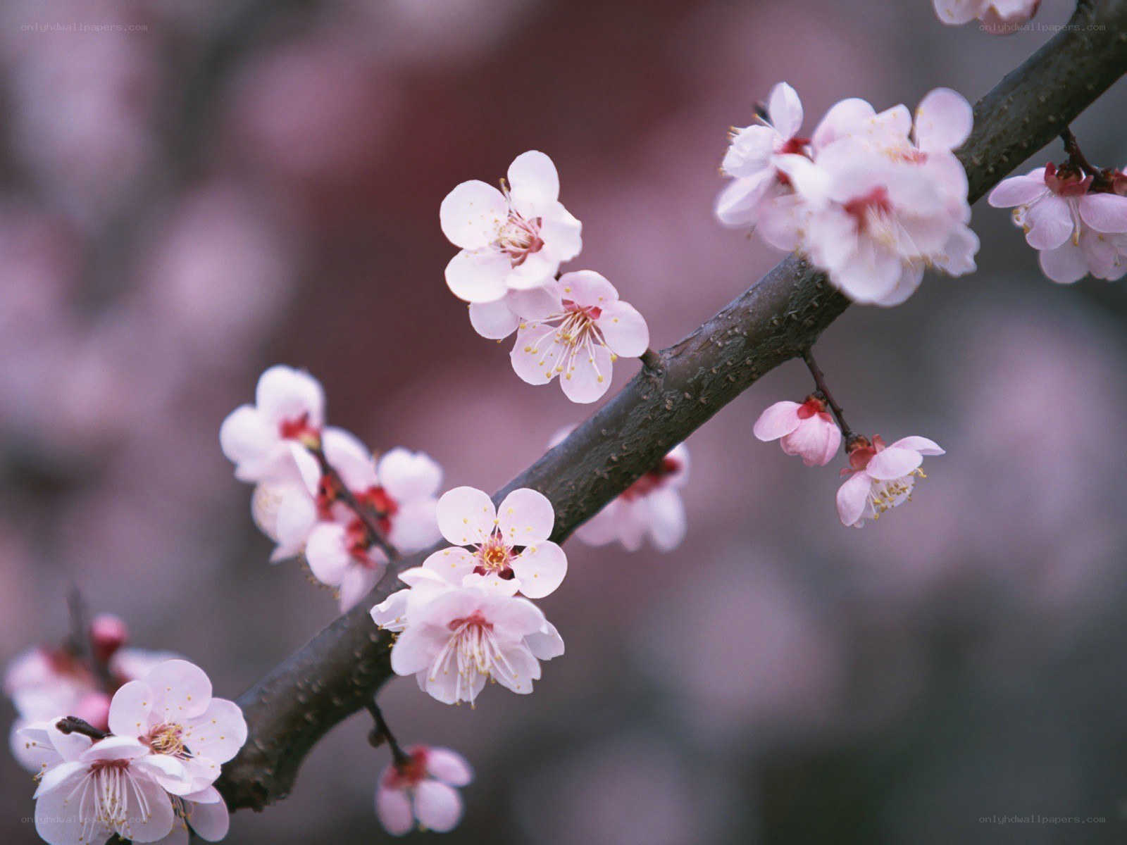 Pink blossoms on a tree branch