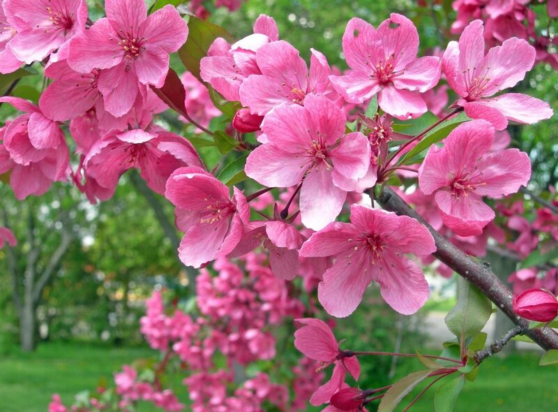 Pink blossoms on a tree branch