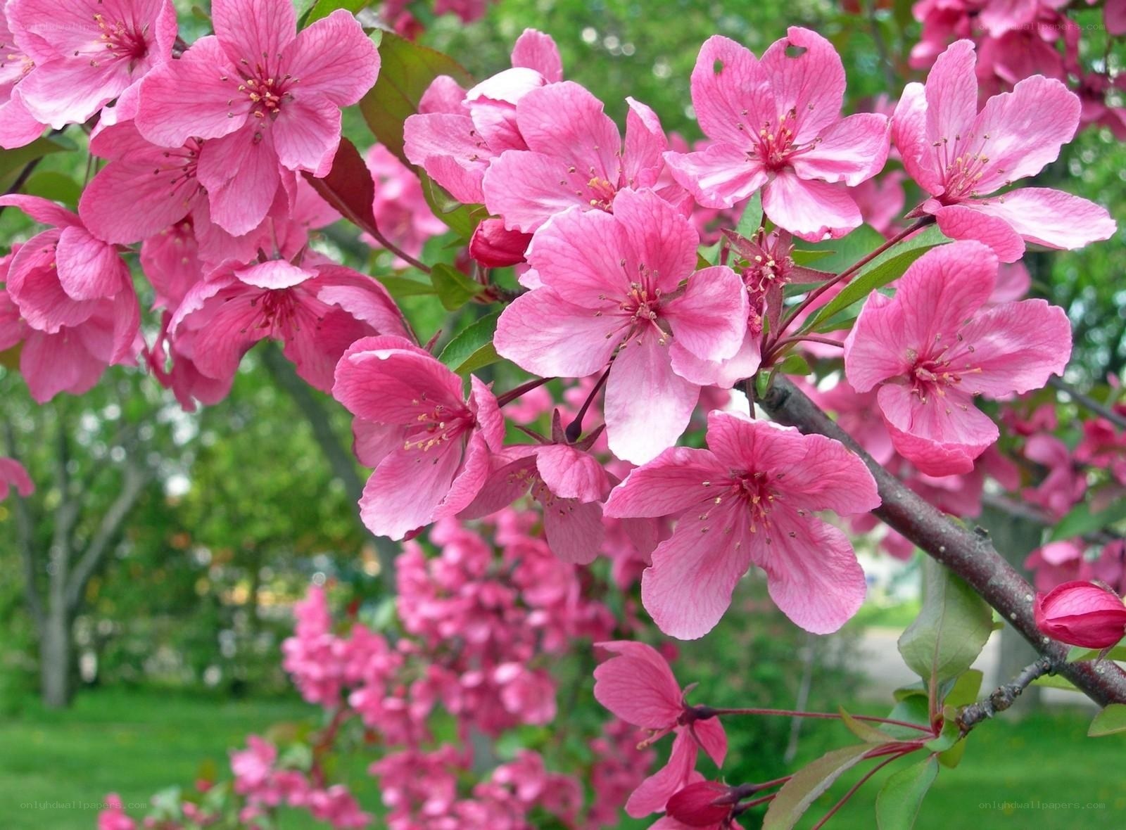 Pink blossoms on a tree branch