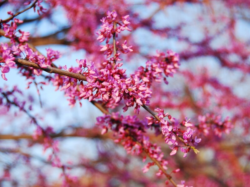 Pink blossoms on a tree branch