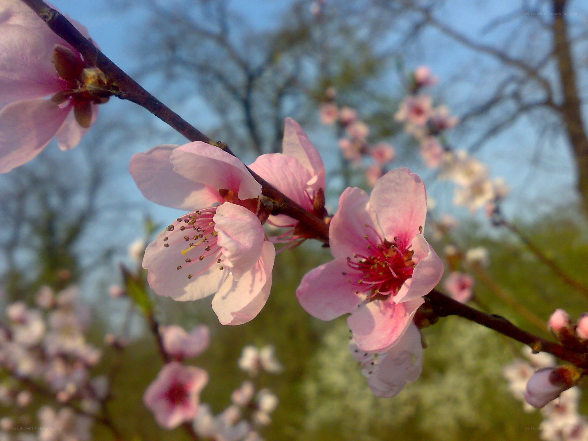 Pink blossoms on a tree branch