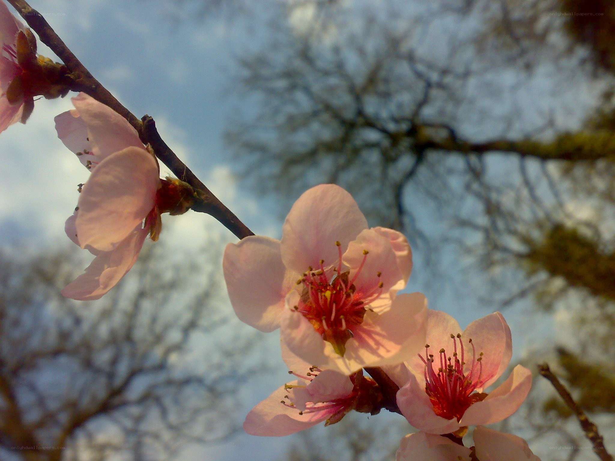 Pink blossoms on a tree branch