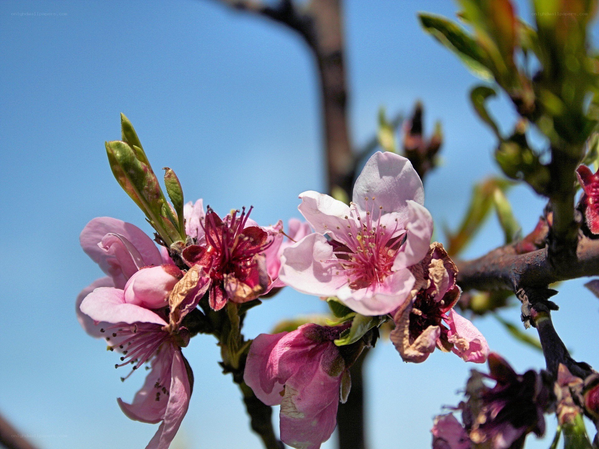 Pink blossoms on a tree branch