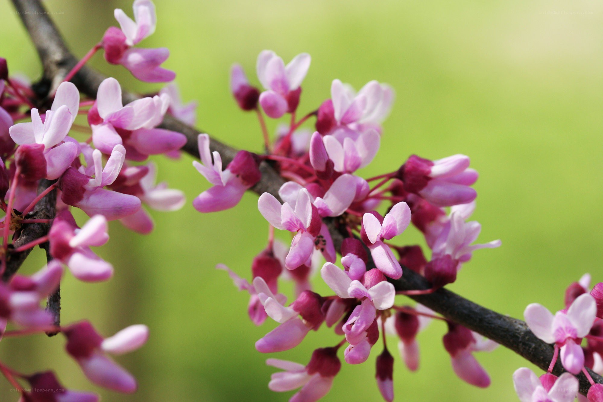 Pink blossoms on a tree branch