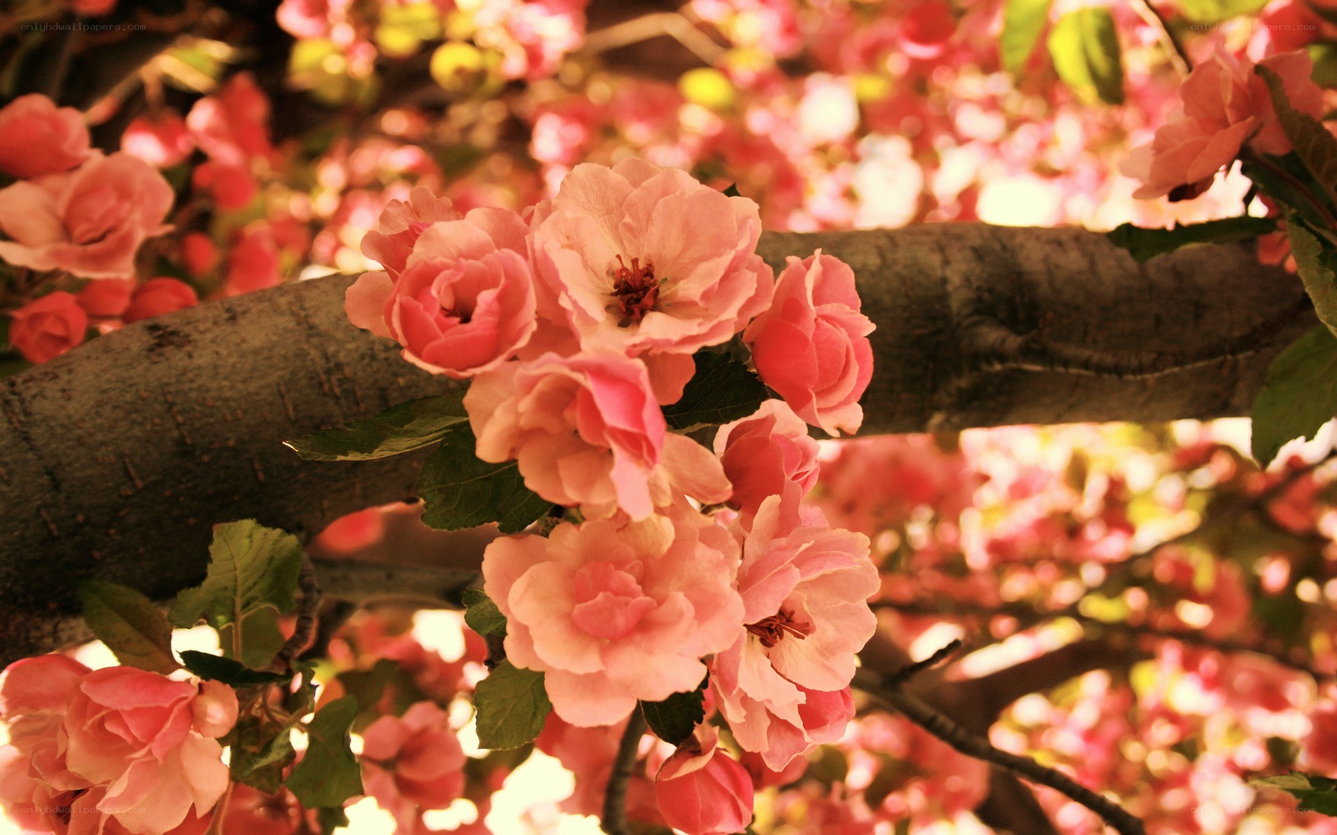 Pink blossoms on a tree branch