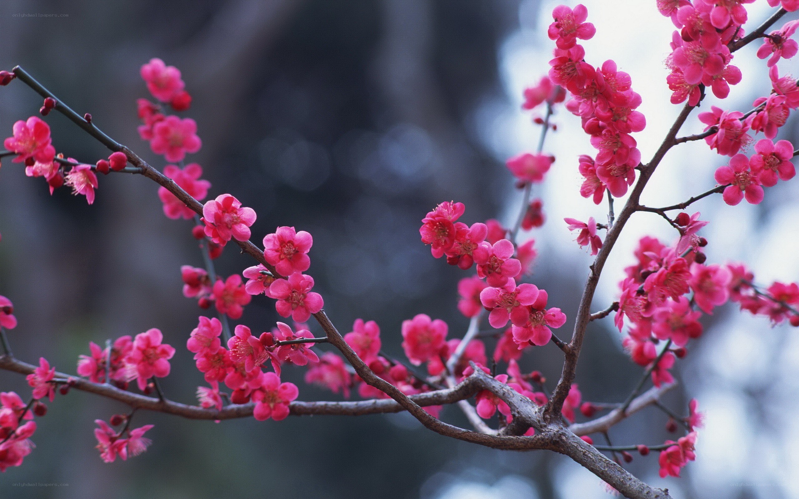 Pink blossoms on a tree branch