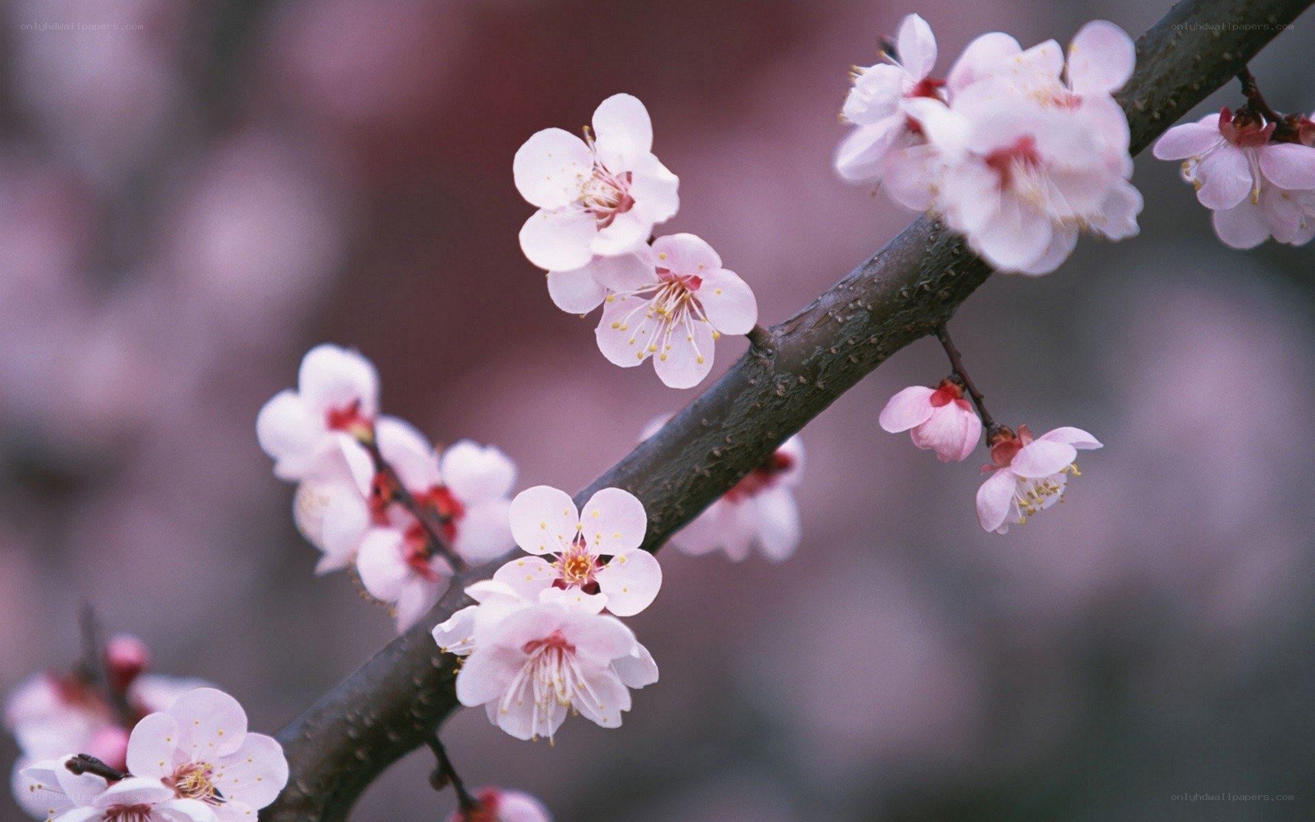 Pink blossoms on a tree branch