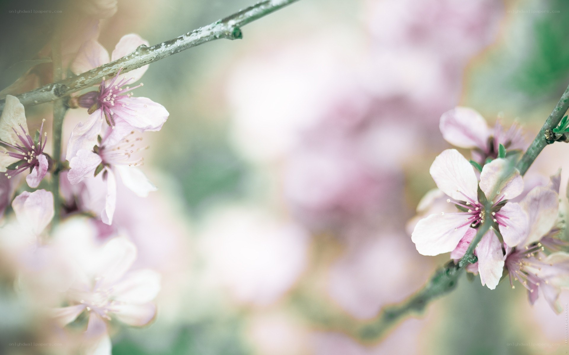 Pink blossoms on a tree branch