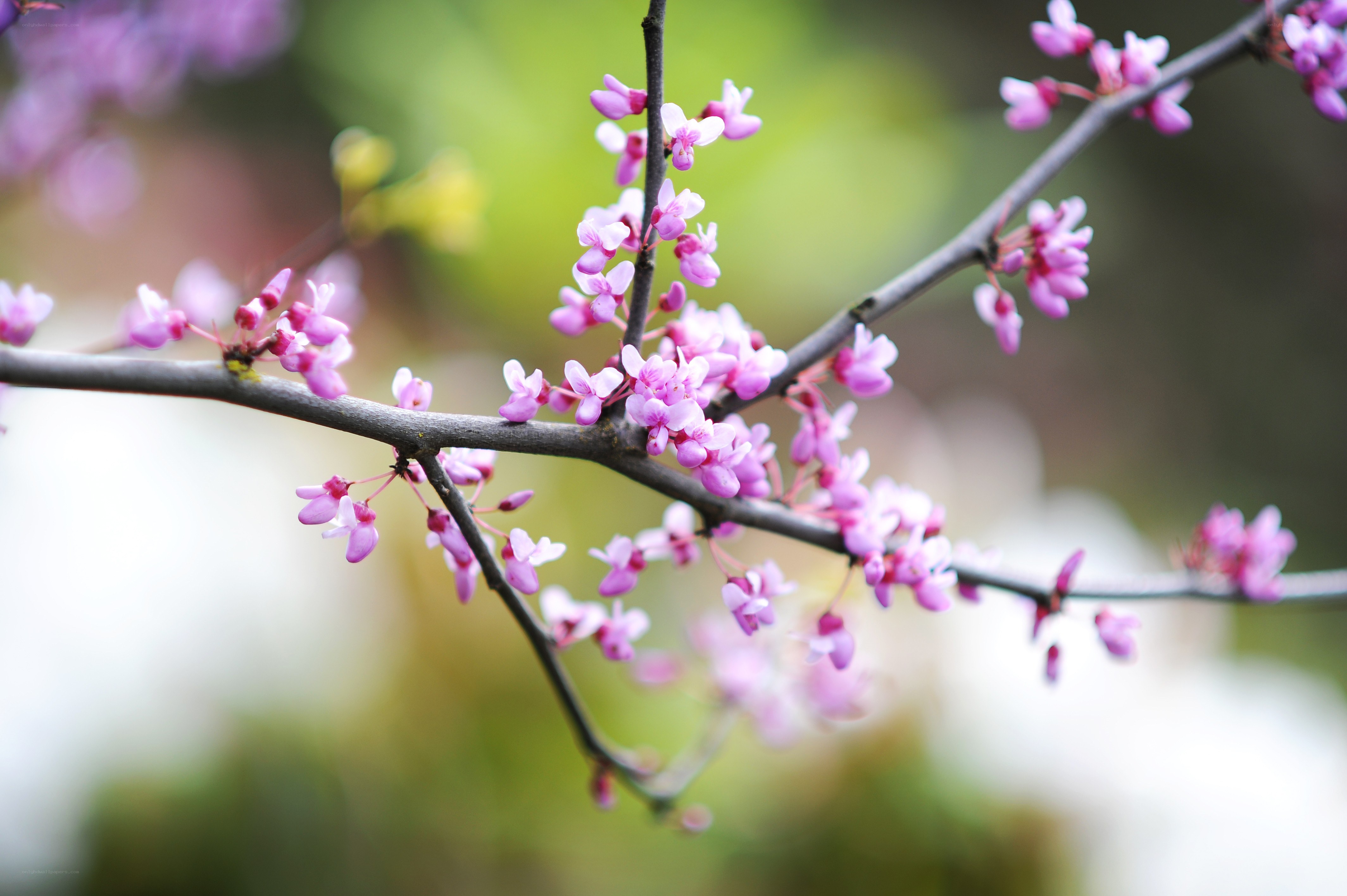 Pink blossoms on a tree branch
