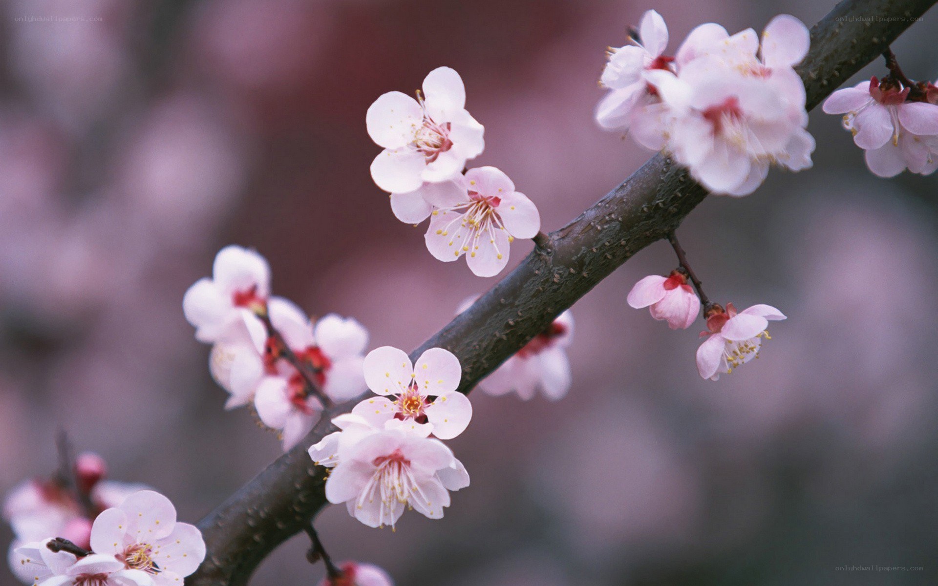 Pink blossoms on a tree branch