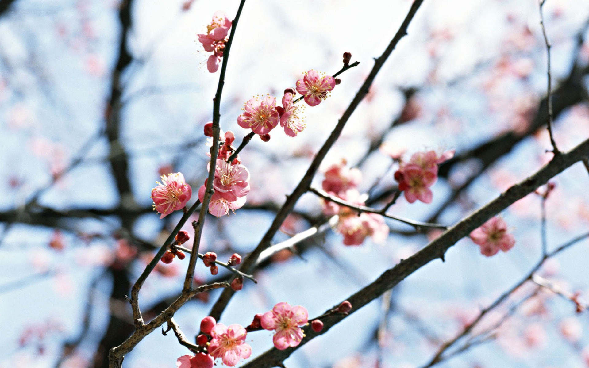 Pink blossoms on a tree branch