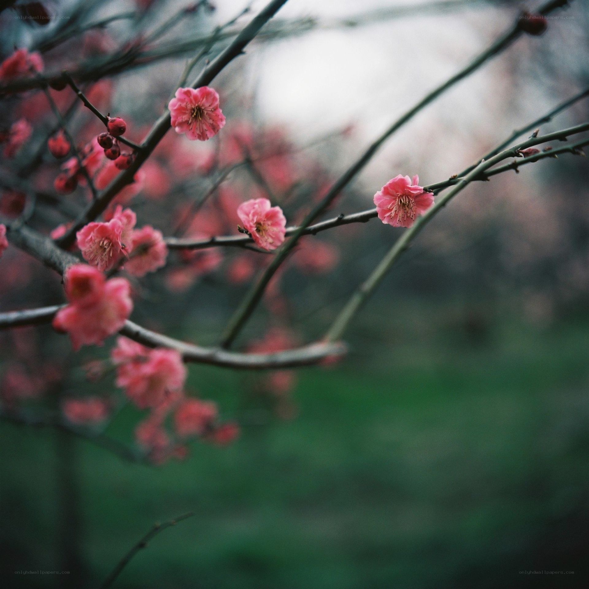 Pink blossoms on a tree branch