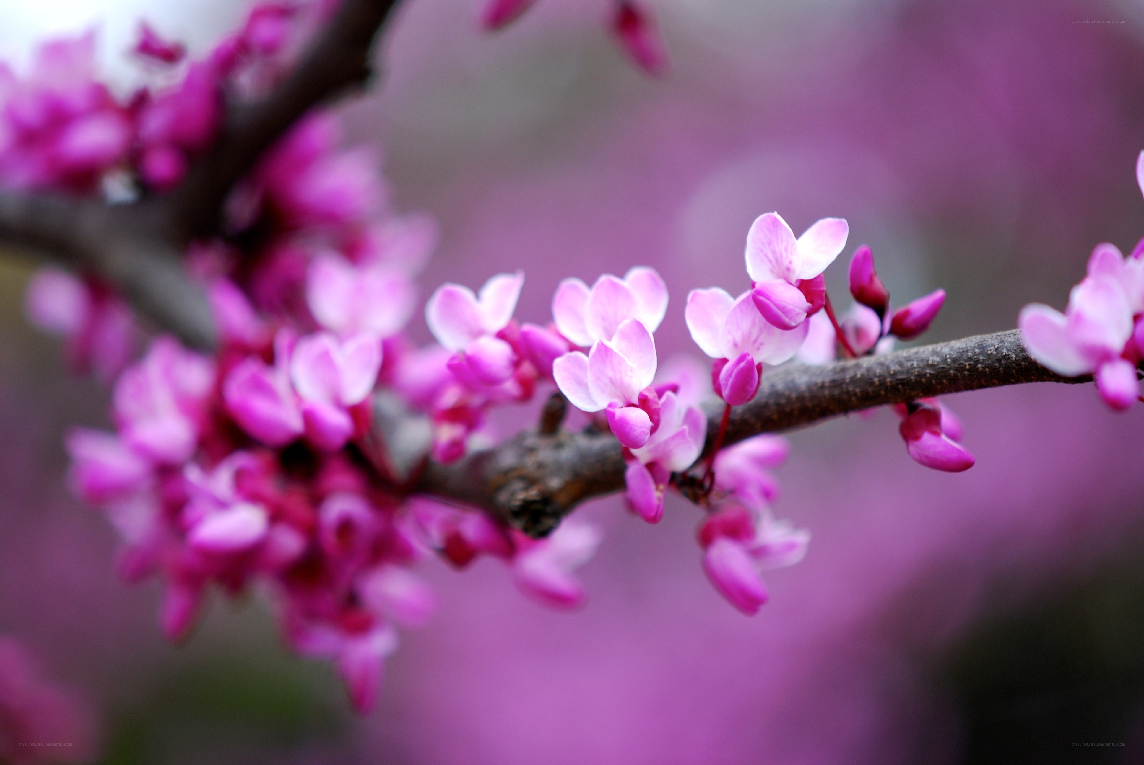 Pink blossoms on a tree branch