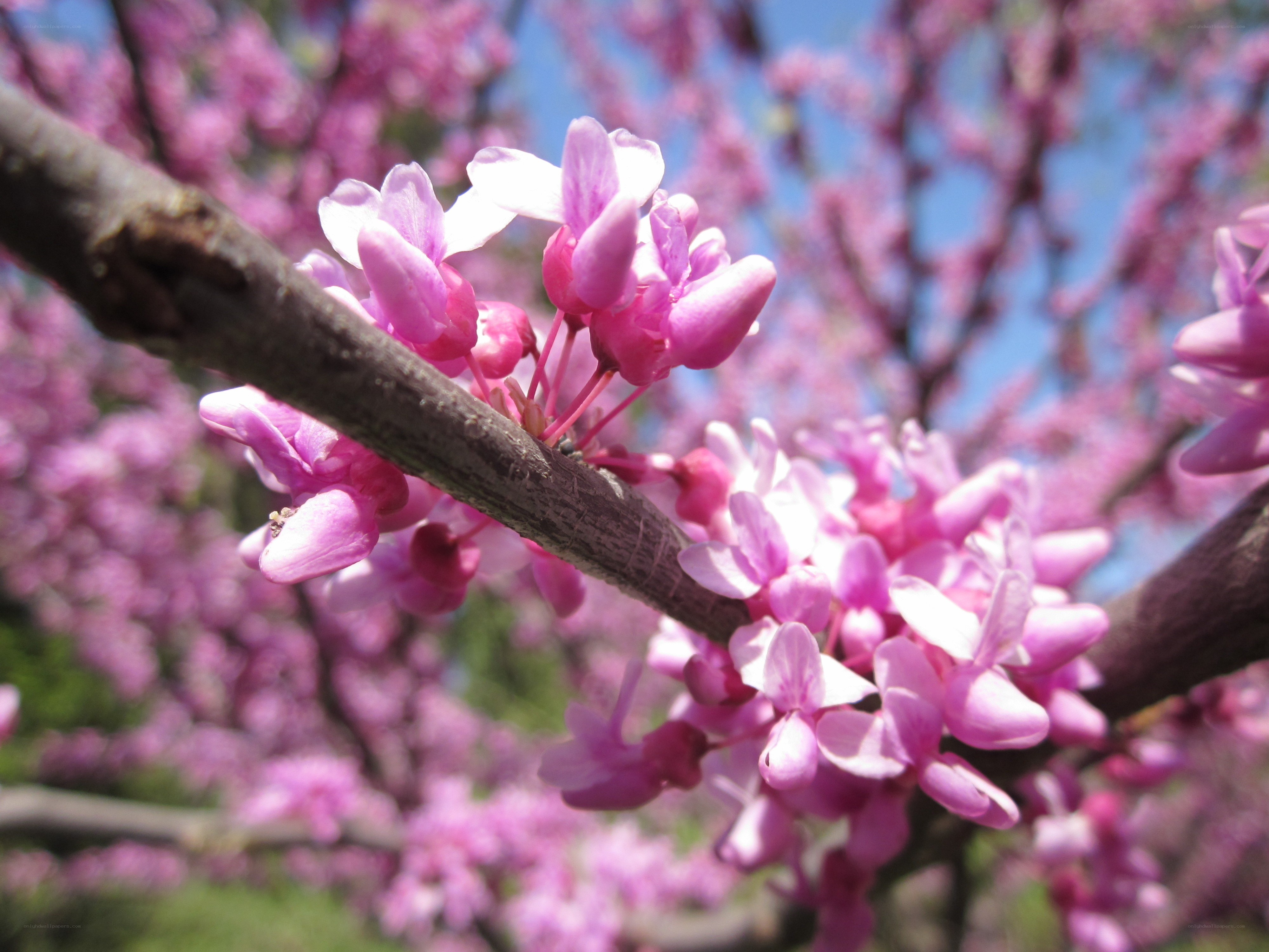 Pink blossoms on a tree branch