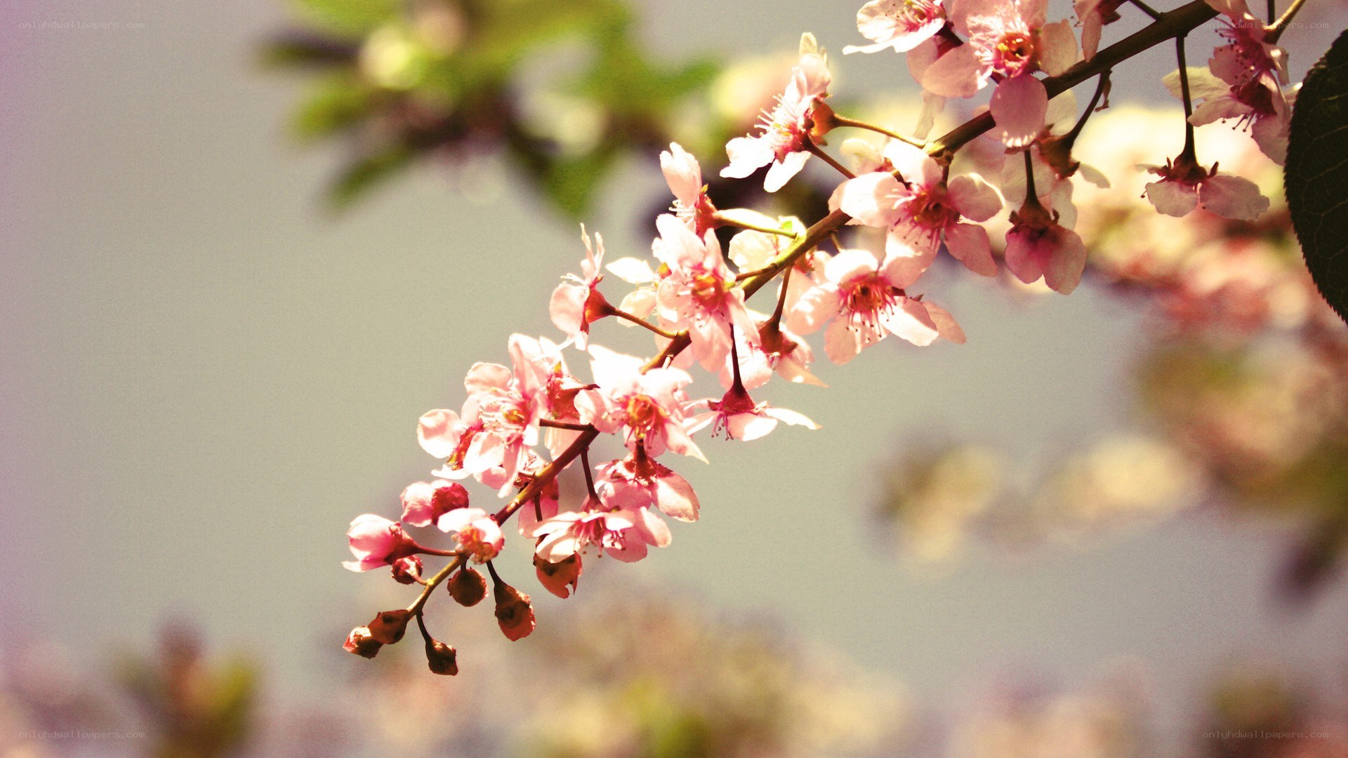 Pink blossoms on a tree branch