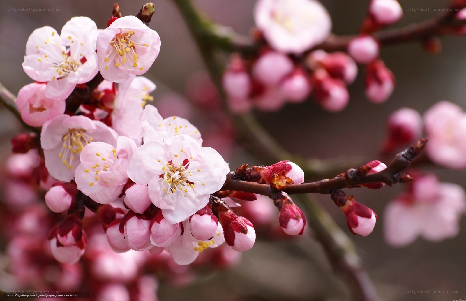 Pink blossoms on a tree branch