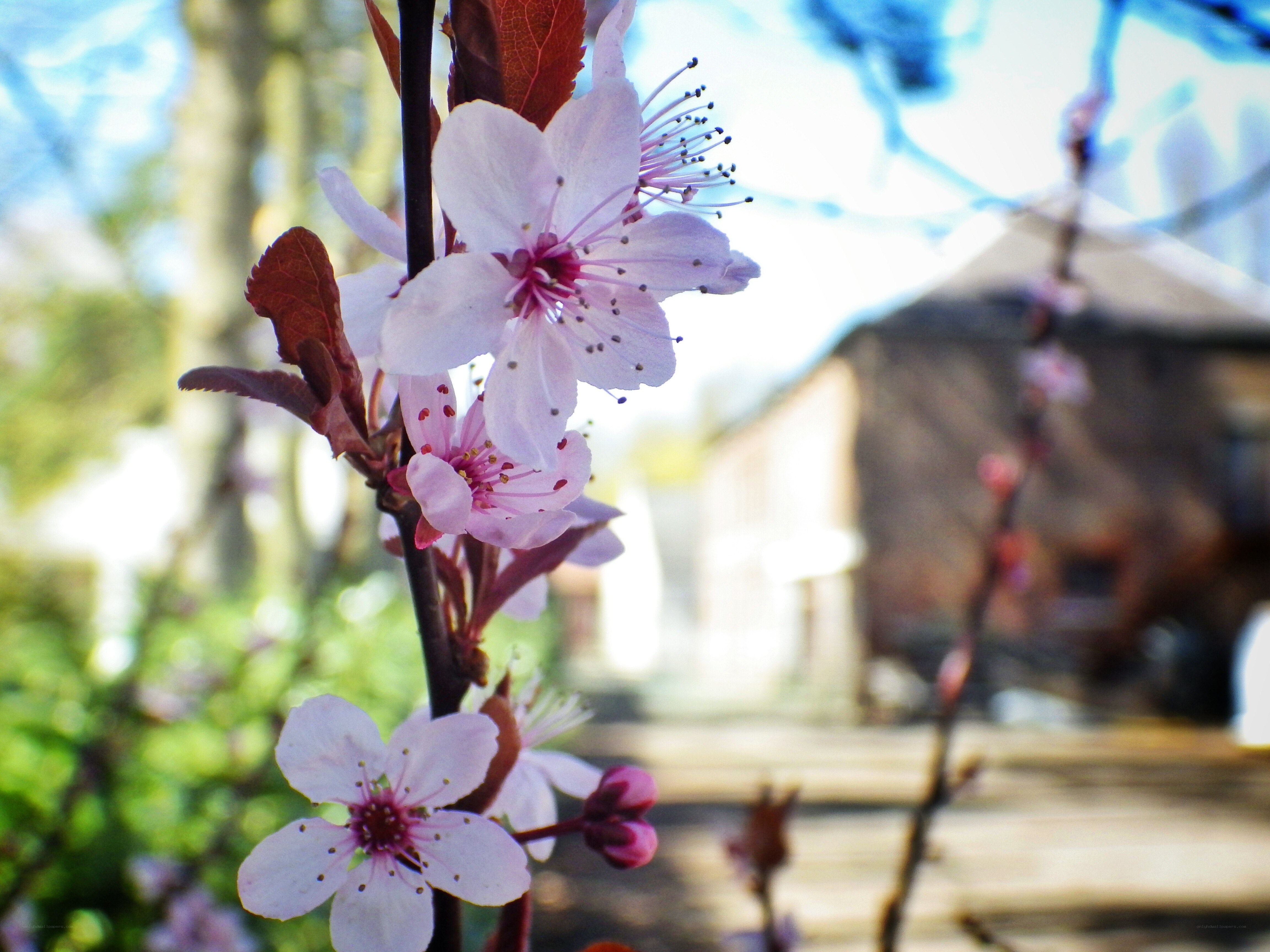 Pink blossoms on a tree branch
