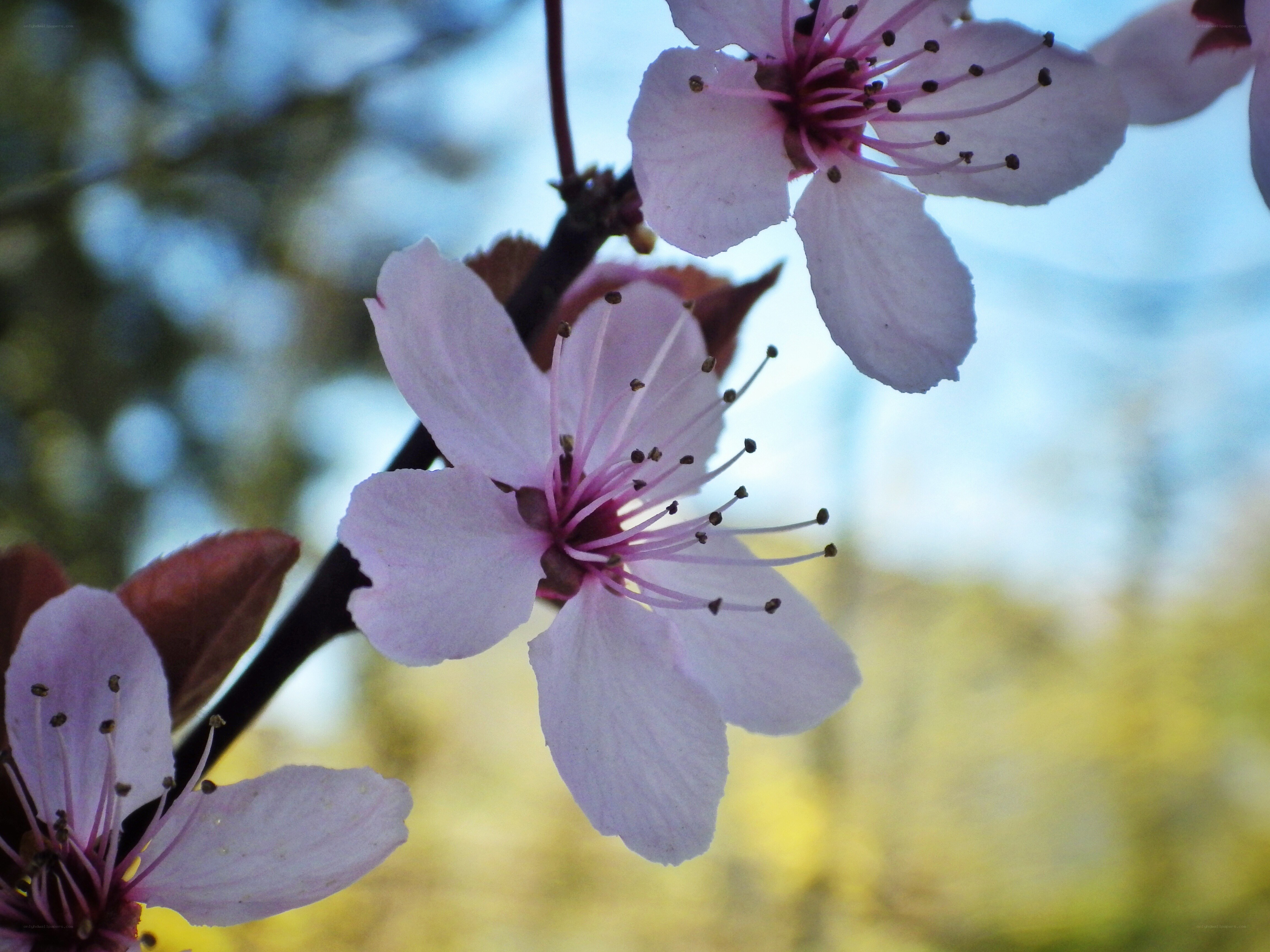Pink blossoms on a tree branch