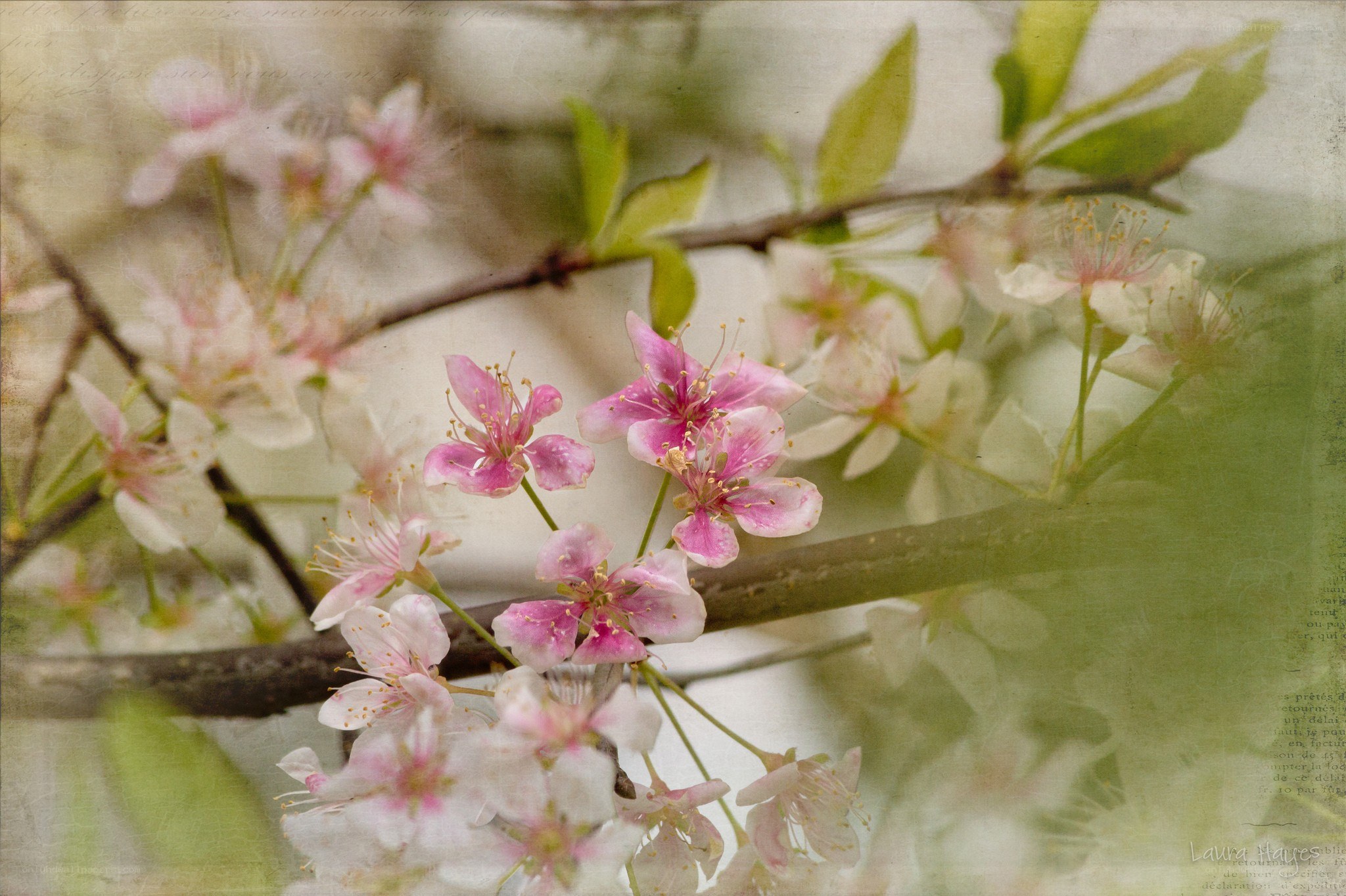 Pink blossoms on a tree branch