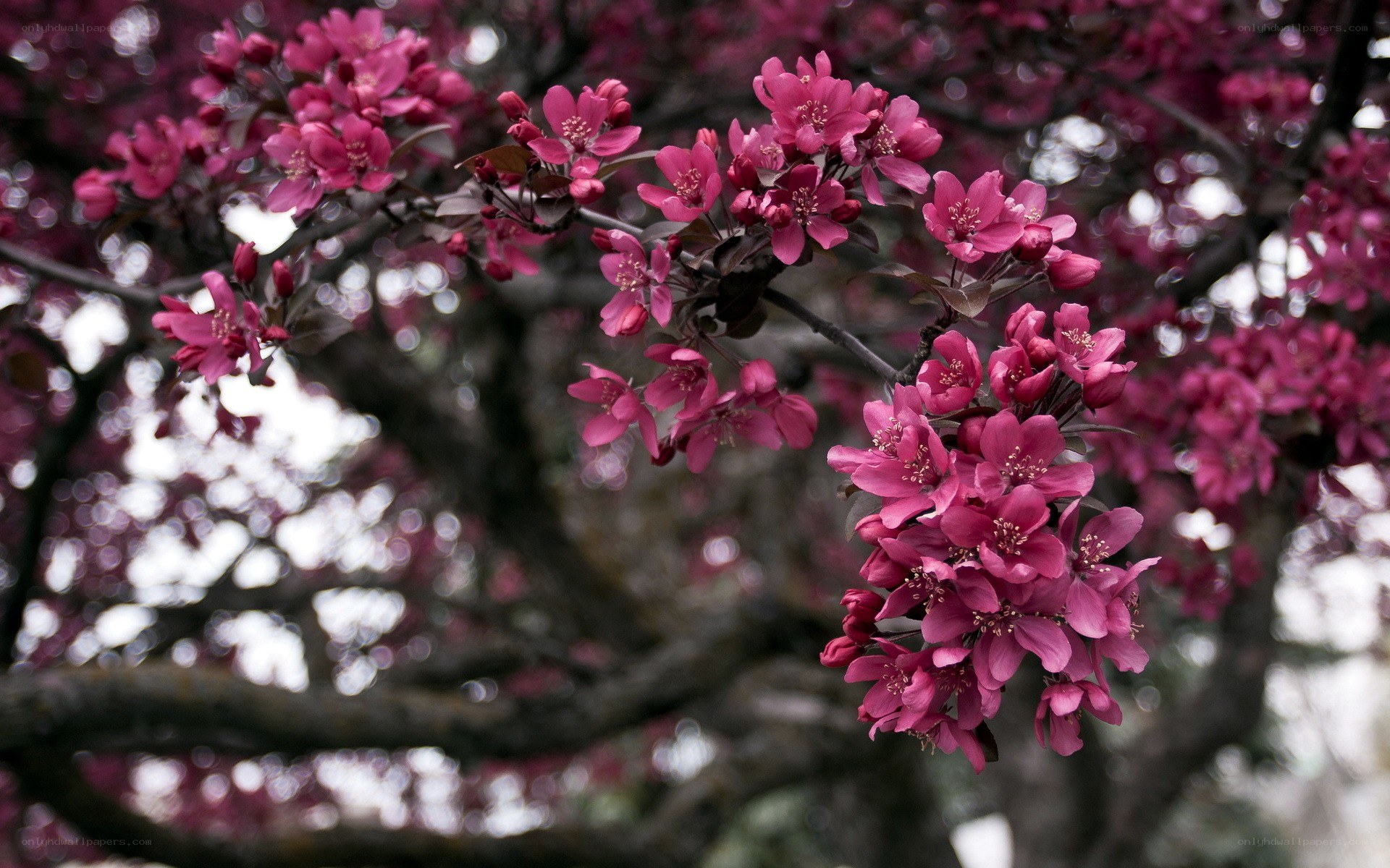 Pink blossoms on a tree branch