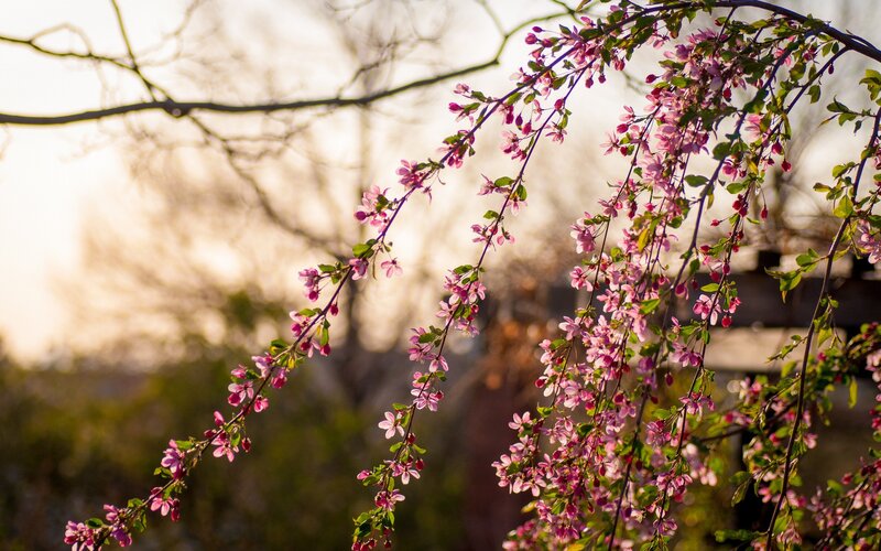 Pink blossoms on a tree branch