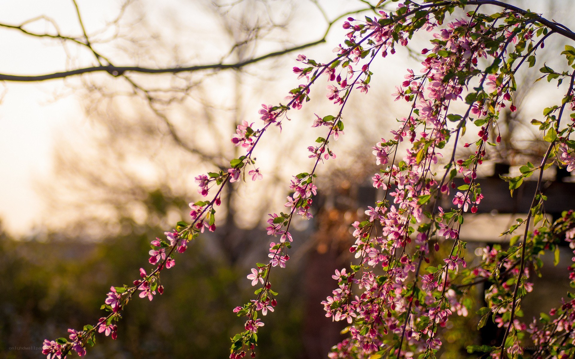 Pink blossoms on a tree branch