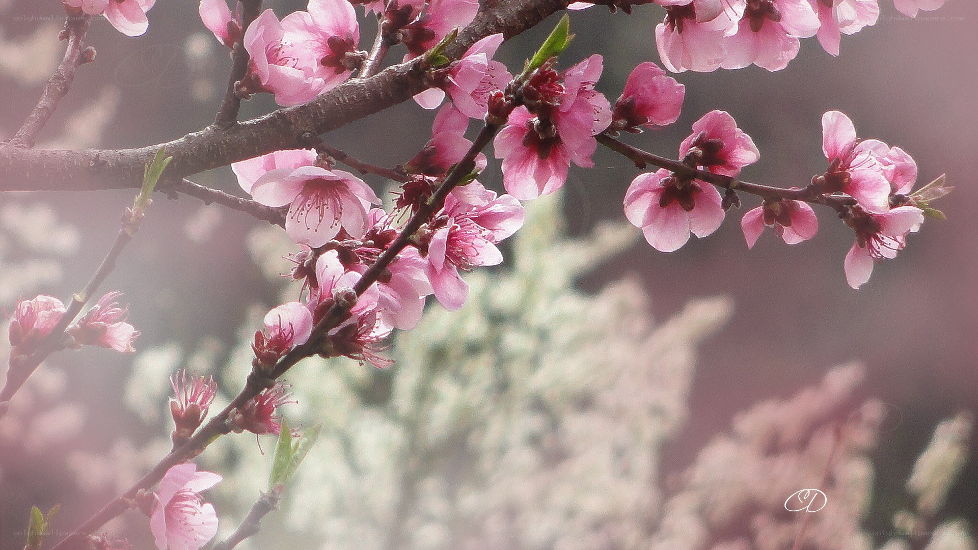 Pink blossoms on a tree branch