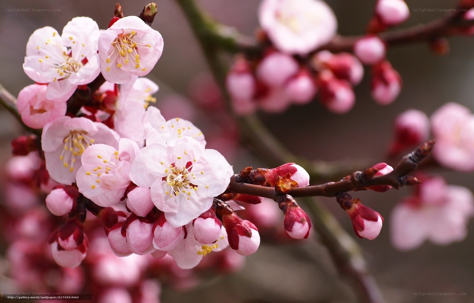 Pink blossoms on a tree branch